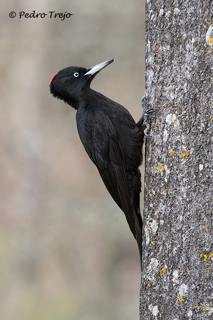 Pito negro (Dendrocopos medius)